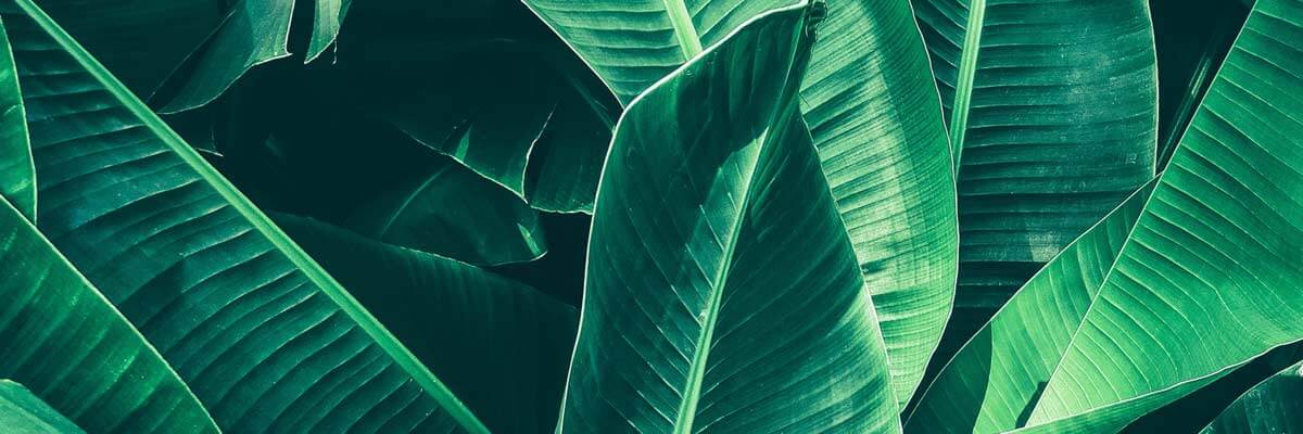 Tropical Background Tropical Background